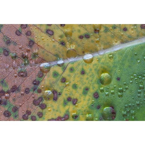 Washington State-Seabeck Rain drops on fallen salal leaf
